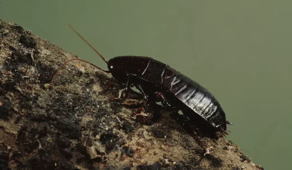 Oriental-Cockroach