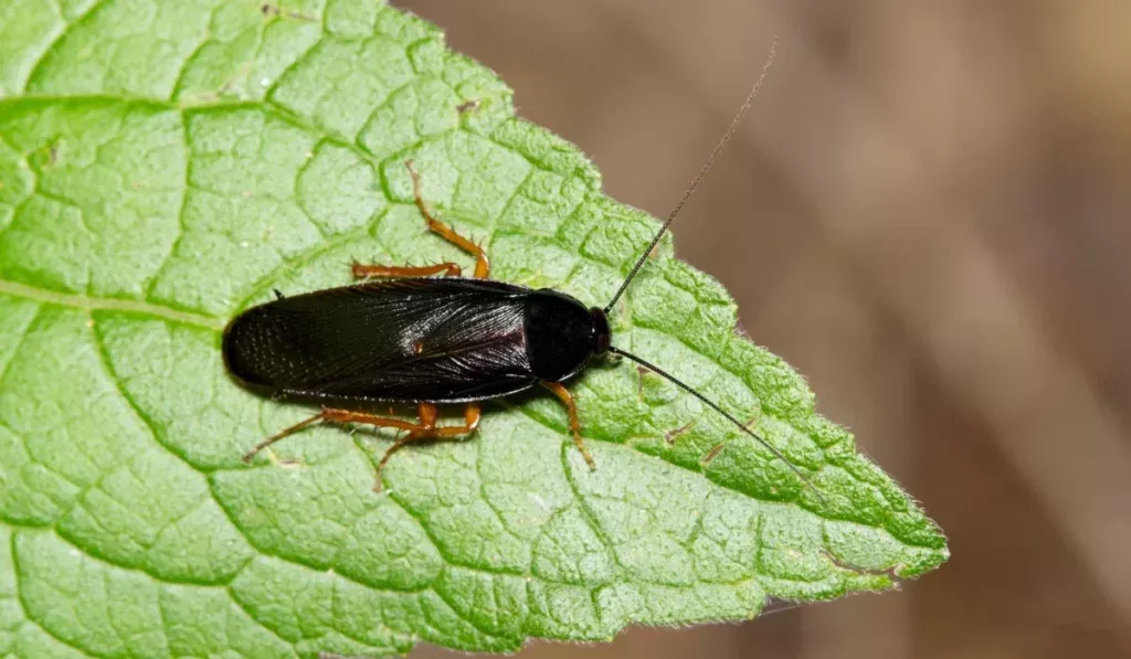 Smoky-Brown-Cockroach
