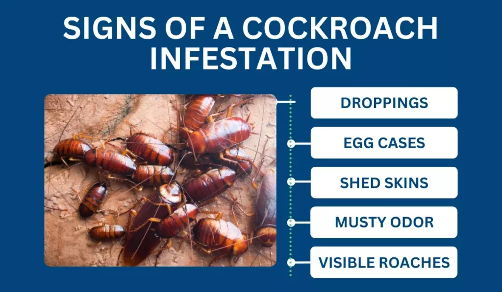Signs of a Cockroach Infestation