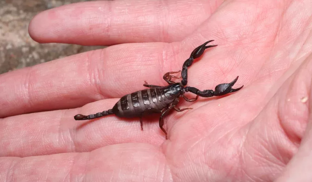 baby scorpion