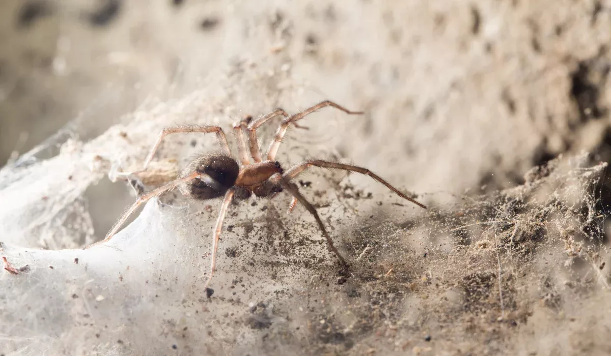 spider in basement