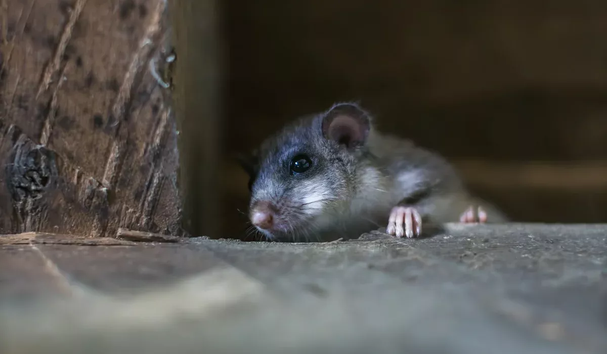 rat in attic