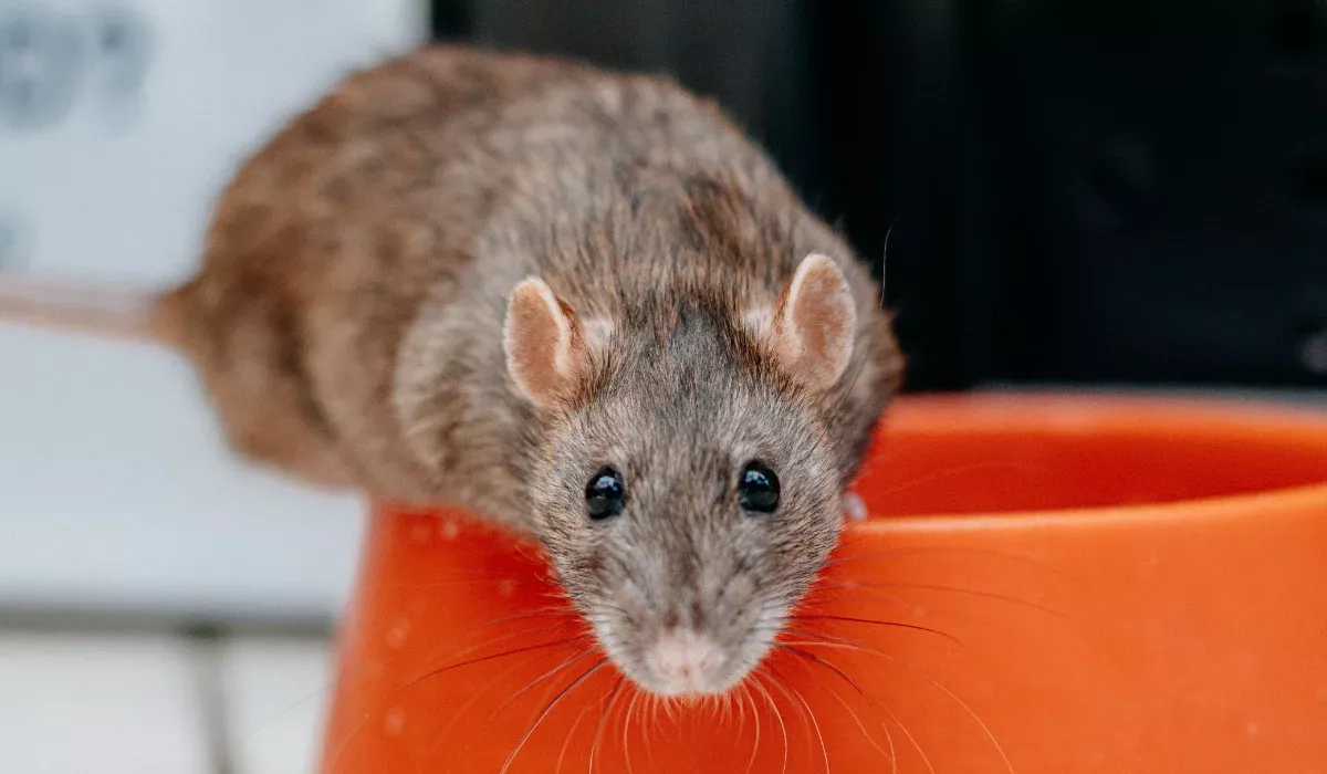 Rat looking directly at the camera