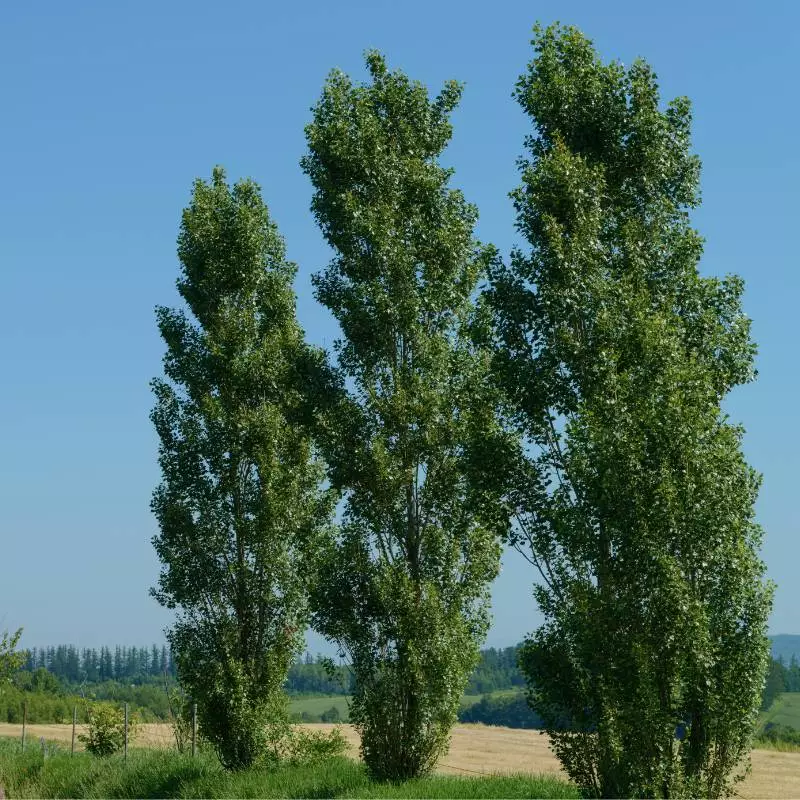 fastest growing trees in Ontario to plant - poplar