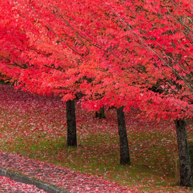 fastest growing trees in Ontario to plant - red maple