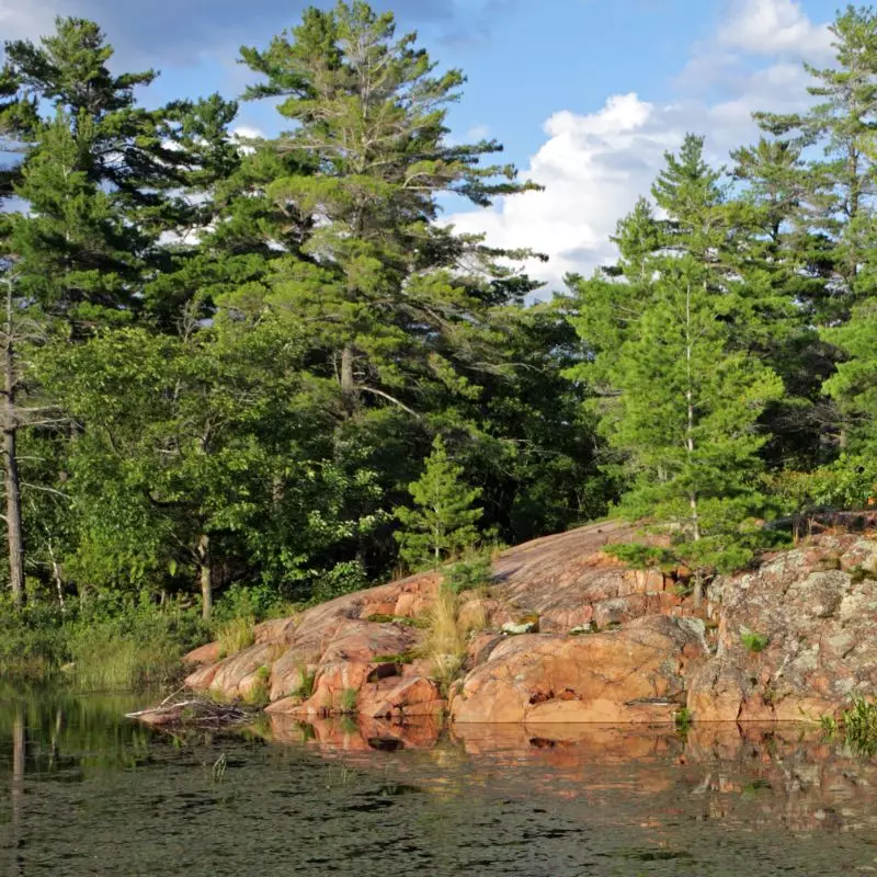 fastest growing trees in Ontario to plant - white pine