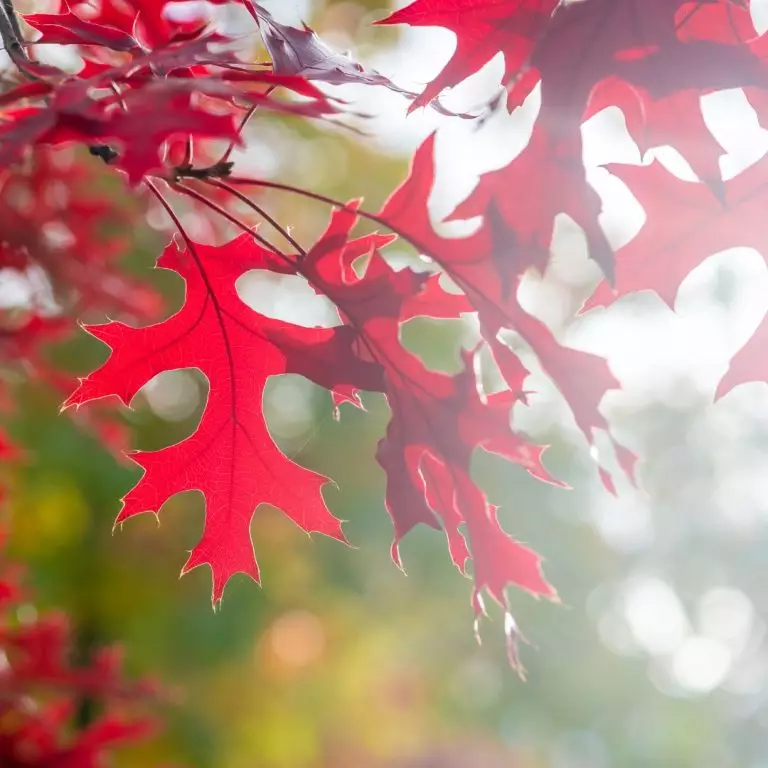 best fall trees to plant in ontario japanese maple (1)
