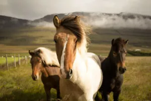 All the Pretty Little Horses