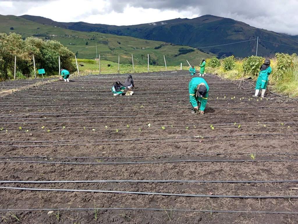 Instalación de parcelas agroecológicas en unidades educativas rurales