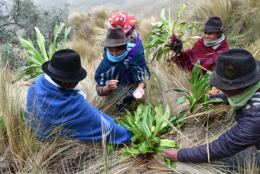 Recorrido y reconocimiento del páramo y sus plantas medicinales