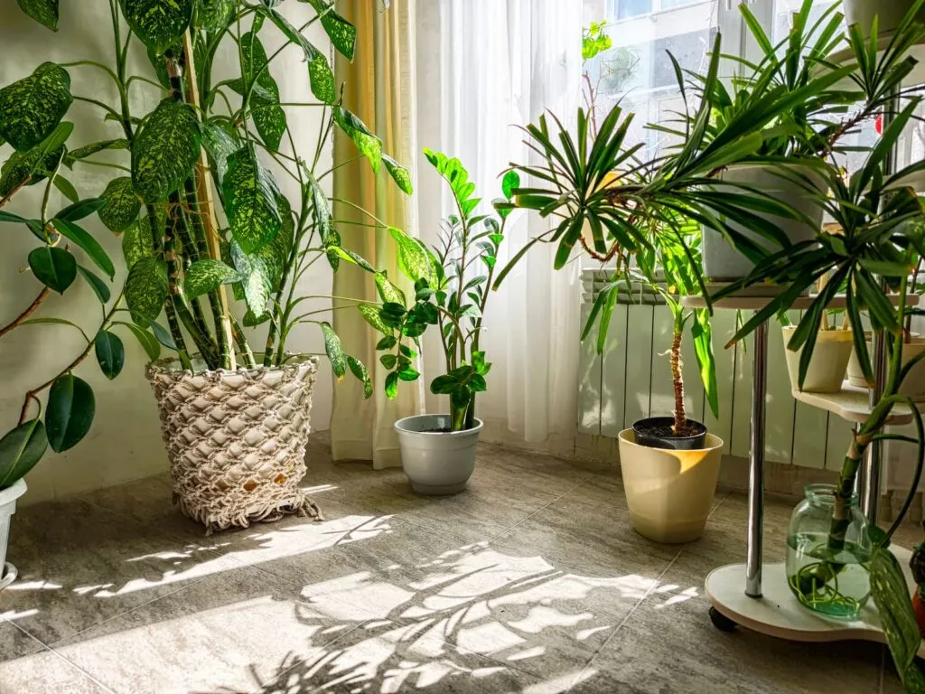 Window with a view of a lush green plant. The plant is a large leafy green plant with a large leafy green leaf