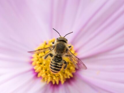 bee-on-flower-in-nature