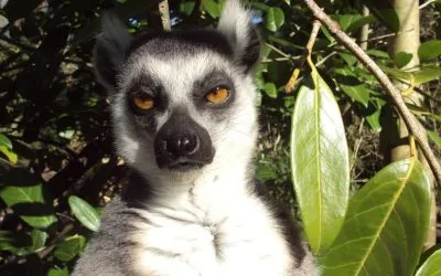 The Role of Humor in Advertising: Making Your Audience Laugh