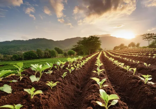 Melbourne agriculture blog image about soil amendments