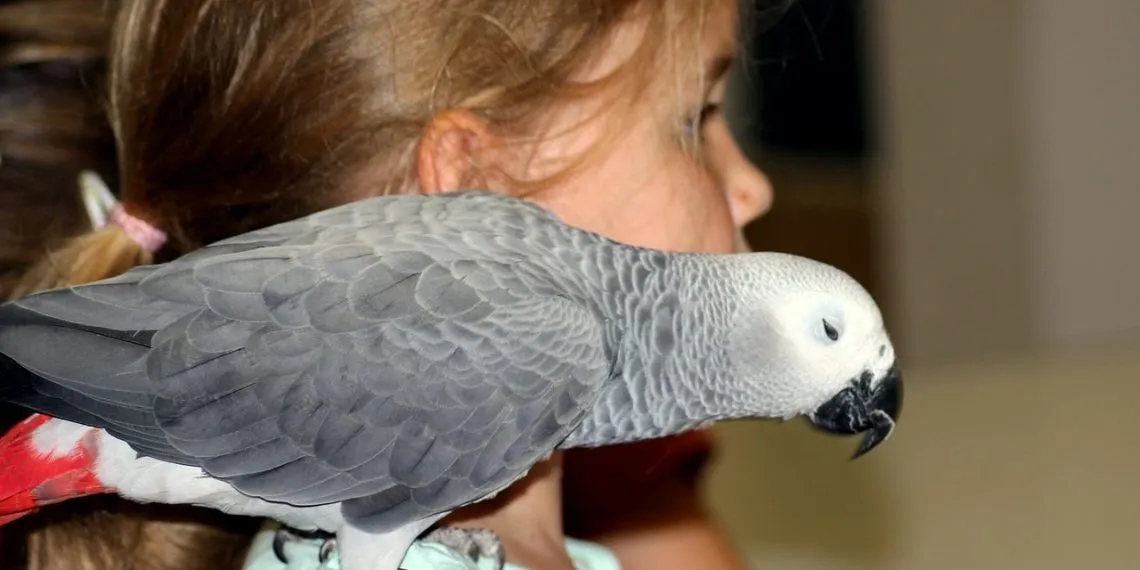 l'oiseau le plus facile ร apprivoiser