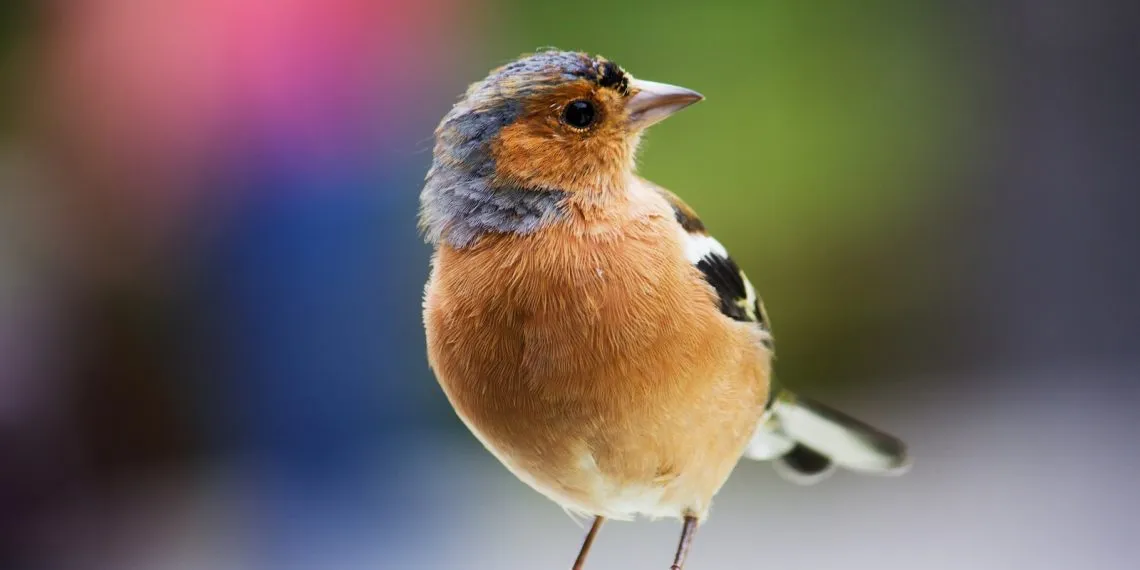 Le rรยดle culturel et symbolique des oiseaux