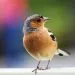 Le rรยดle culturel et symbolique des oiseaux