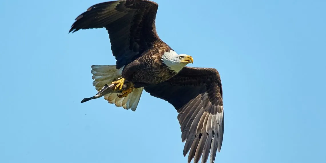 rรฉgime alimentaire des oiseaux rapaces