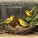 canari reproduction