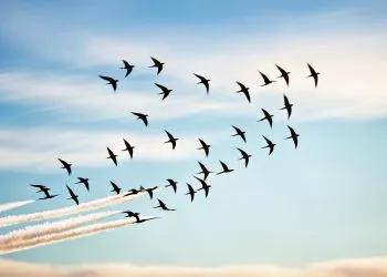 chanson d'hirondelle