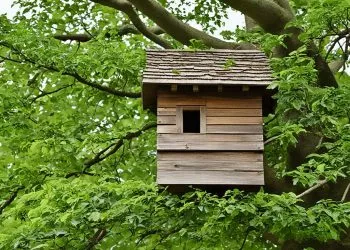 habitat d'hirondelle