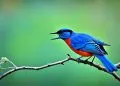 oiseau a le dos bleu