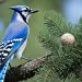 reproduction du geai bleu