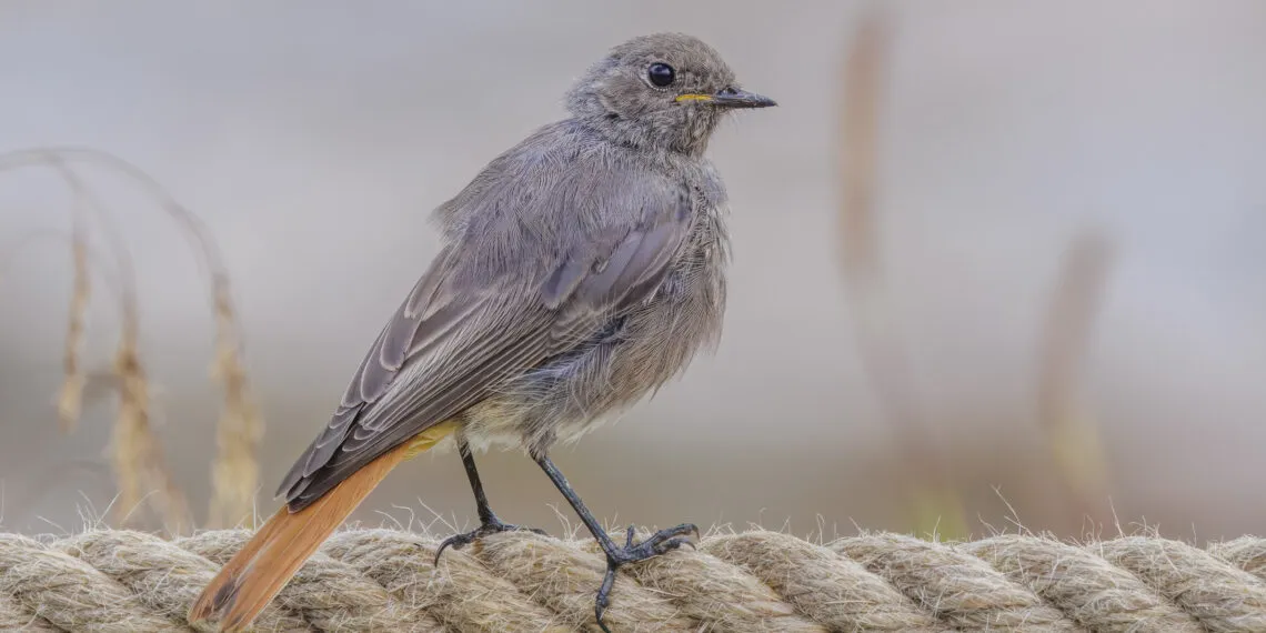 Rougequeue noir posรฉ sur un mur, oiseau insectivore prรจs des maisons