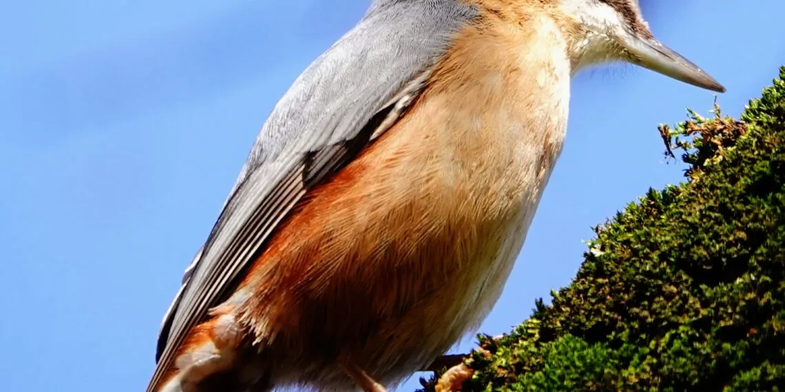 Sittelle torchepot sur un tronc, oiseau des vieux arbres facile ร reconnaรฎtre