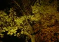Arbre รฉclairรฉ par une lumiรจre artificielle pendant la nuit.