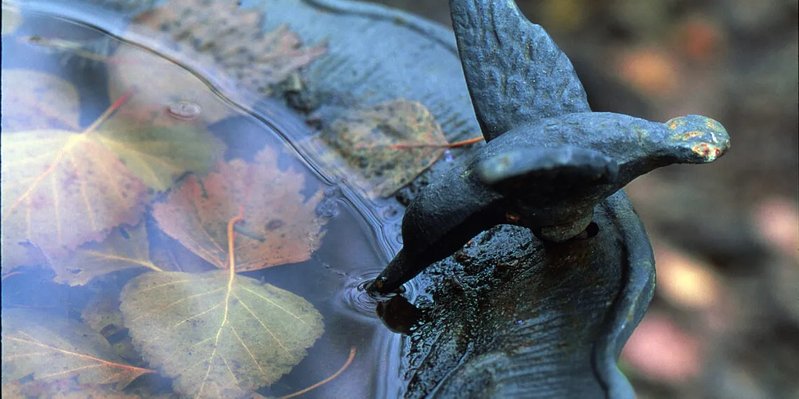 bain dโoiseaux solaire peu profond dans un jardin pour attirer les oiseaux