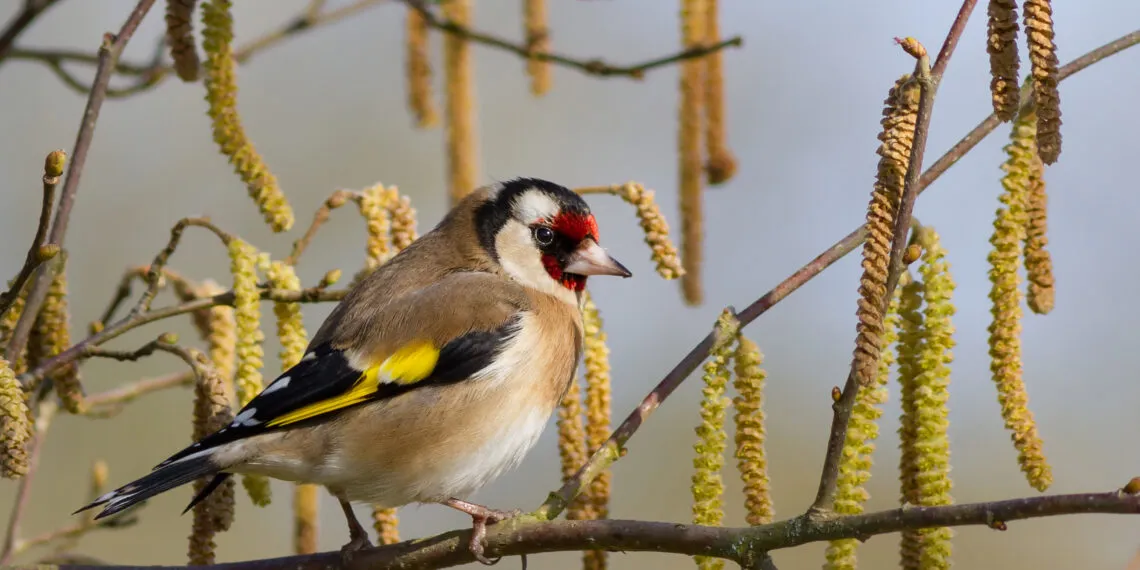 Attirer les chardonnerets au jardin avec des plantes ร graines et un habitat naturel