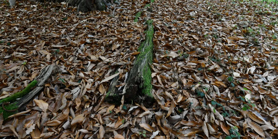 Feuilles mortes de chรขtaignier accumulรฉes au sol dans un jardin boisรฉ.