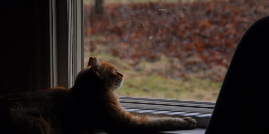 Chat observant une mangeoire ร oiseaux, image horizontale