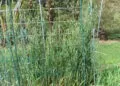 Filet de protection tendu au-dessus de cultures dans un potager.