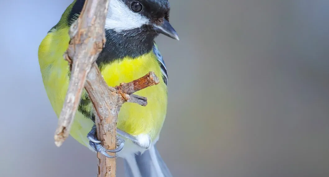 Mรฉsange charbonniรจre au plumage jaune et noir posรฉe sur une branche