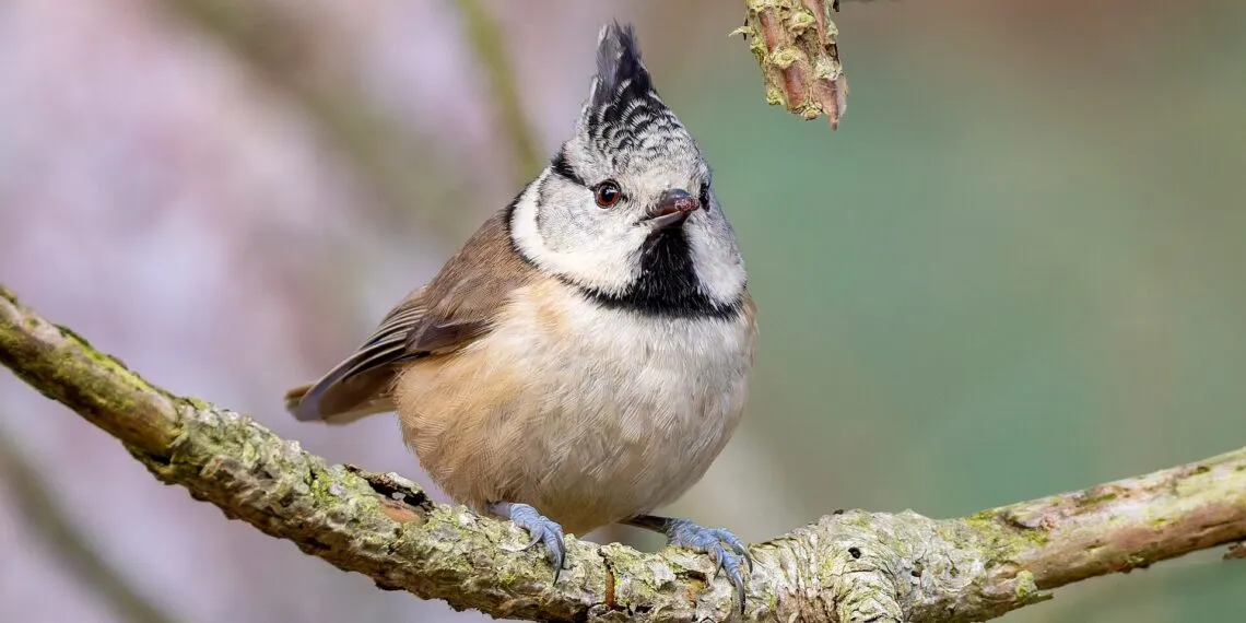 mรฉsange huppรฉe pour oiseaux du jardin