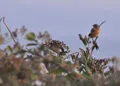 Petit oiseau posรฉ sur une branche portant des grappes de baies de sureau sombres.