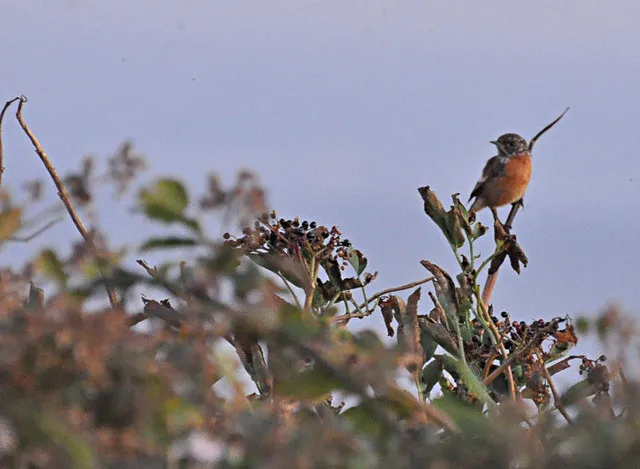 Petit oiseau posรฉ sur une branche portant des grappes de baies de sureau sombres.