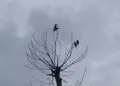 Petit oiseau posรฉ sur une branche sรจche dรฉgagรฉe.