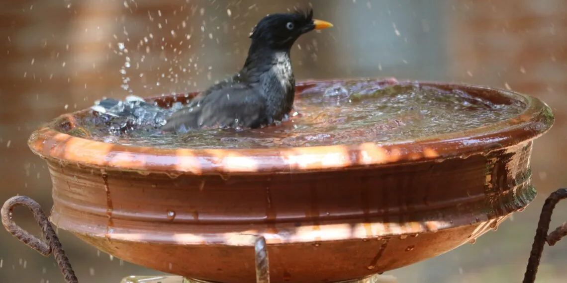 oiseaux du jardin prรจs dโun point dโeau propre pendant les fortes chaleurs