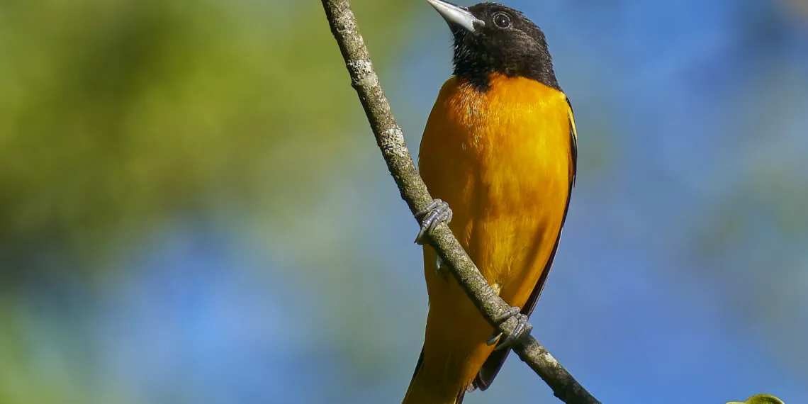 Oriole de Baltimore au plumage orange et noir posรฉ sur une branche