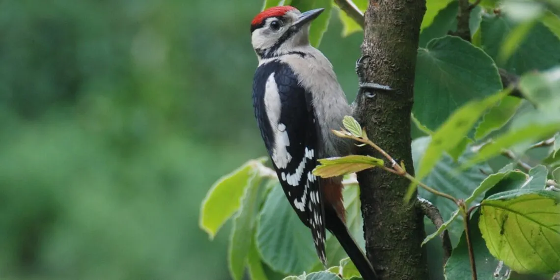 Jeune pic รฉpeiche observรฉ au jardin sur un support naturel