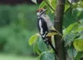 Jeune pic รฉpeiche observรฉ au jardin sur un support naturel