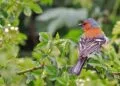 Pinson des arbres posรฉ sur un support naturel dans un environnement de jardin.
