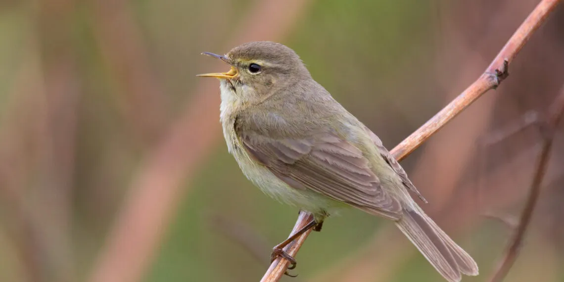 Pouillot vรฉloce (Phylloscopus collybita) dans son habitat naturel