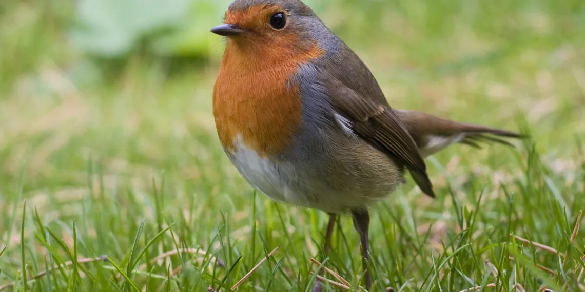 Rouge-gorge posรฉ sur un perchoir naturel dans un jardin.