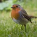 Observer le rouge-gorge au jardin sur un perchoir naturel