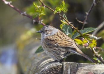 Accenteur mouchet posรฉ sur une branche, plumage brun striรฉ et tรชte grisรขtre visibles.