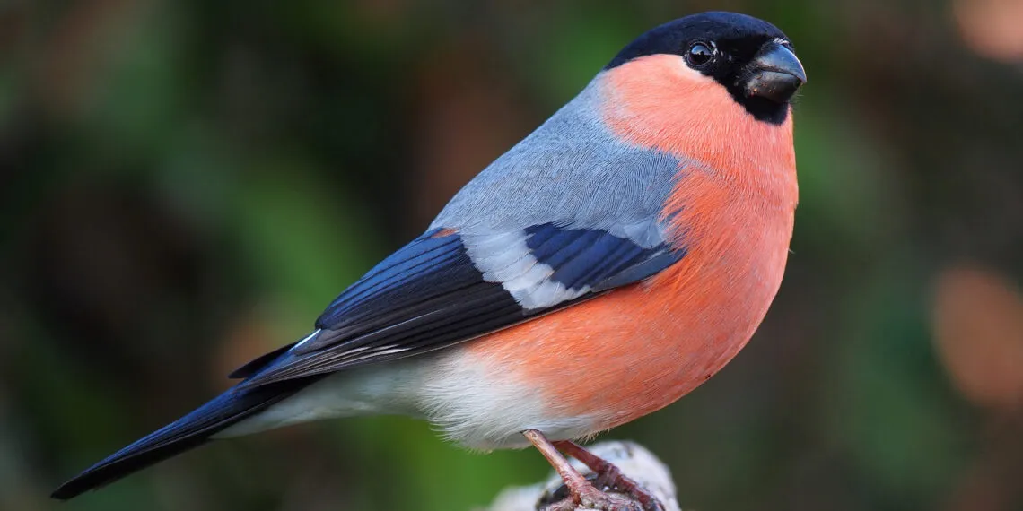 Bouvreuil pivoine mรขle au plumage rouge rosรฉ posรฉ sur une branche.